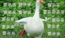 抖音网红大鹅,萌态可掬，圈粉无数